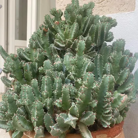Holiday home Judaica D'ortigia *